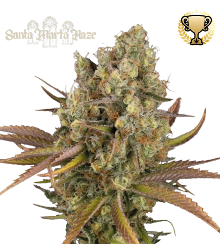 Santa Marta Haze van Seedstockers