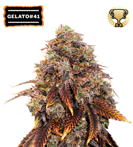 Gelato 41 van Seedstockers