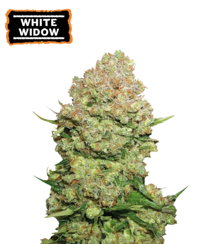 White Widow van Seedstockers