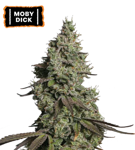 Moby Dick van Seedstockers
