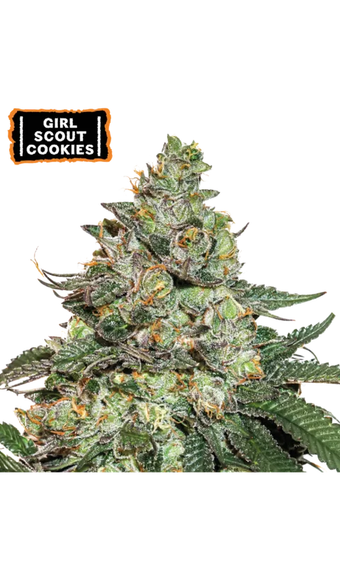 Girl Scout Cookies van Seedstockers