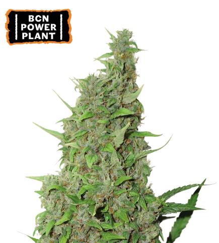 BCN Power Plant van Seedstockers