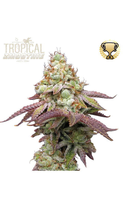 Tropical Zmoothie van Seedstockers