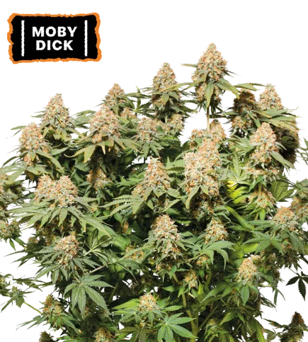 Moby Dick van Seedstockers