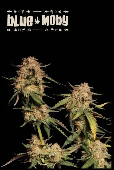 Superior Blue Moby van Seedstockers