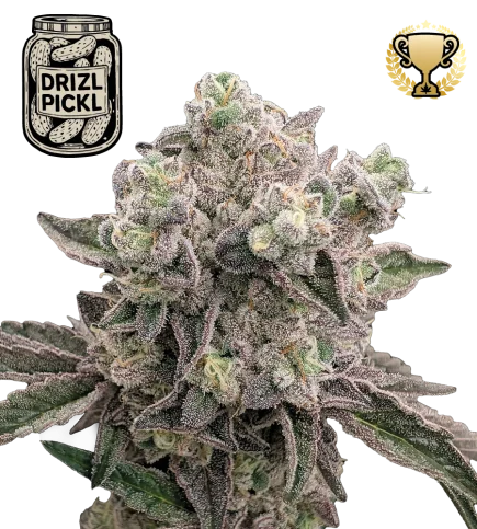 Drizl Pickl van Seedstockers