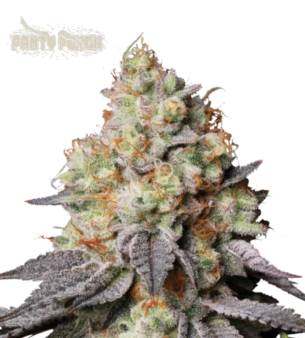 Panty Punch van Seedstockers