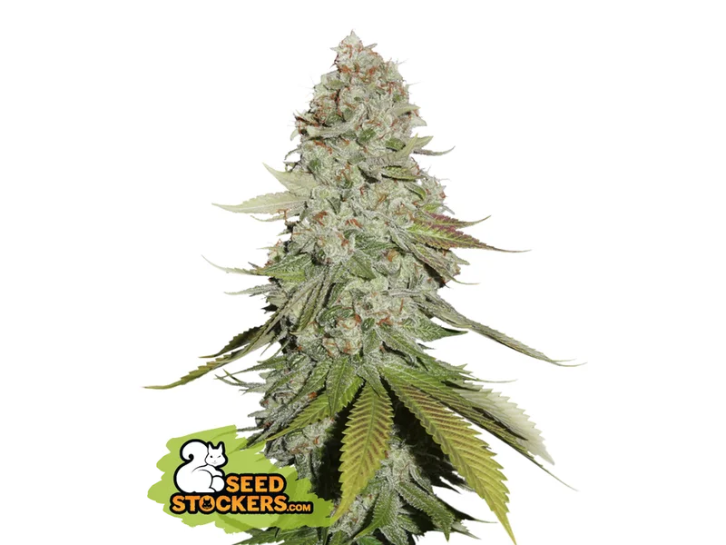 Gorilla Glue van Seedstockers