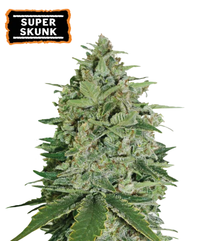Super Skunk van Seedstockers