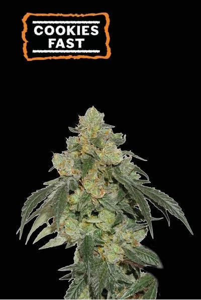 Cookies Fast van Seedstockers