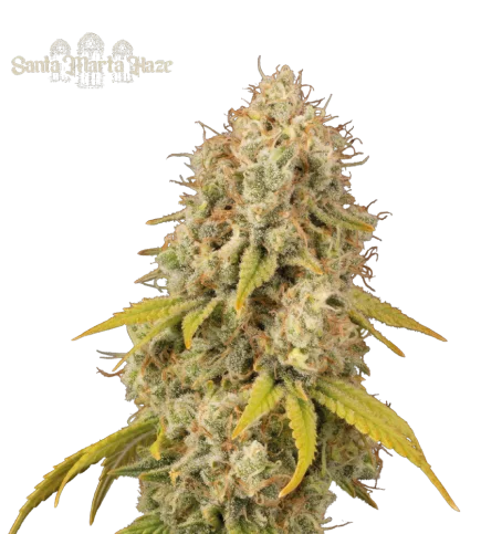 Santa Marta Haze van Seedstockers