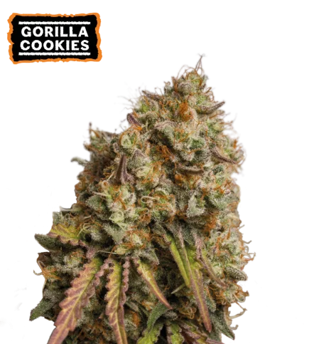 Gorilla Cookies van Seedstockers