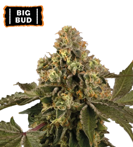 Big Bud van Seedstockers