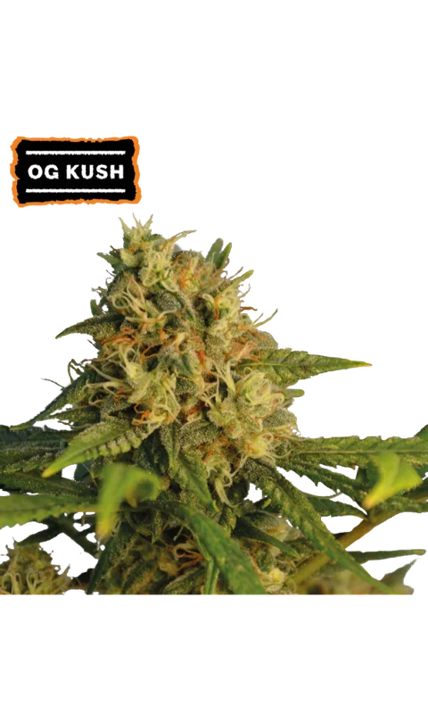 O.G. Kush van Seedstockers