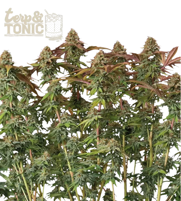 Superior Terp & Tonic van Seedstockers