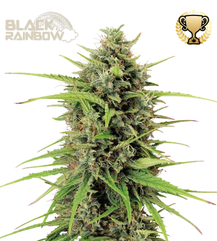 Black Rainbow van Seedstockers
