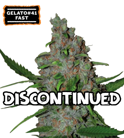 Gelato 41 Fast van Seedstockers