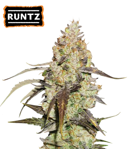 Runtz van Seedstockers