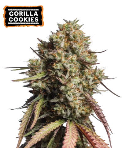 Gorilla Cookies van Seedstockers
