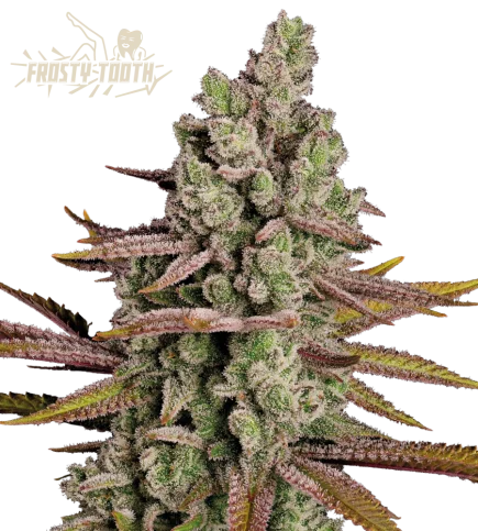 Frosty Tooth van Seedstockers