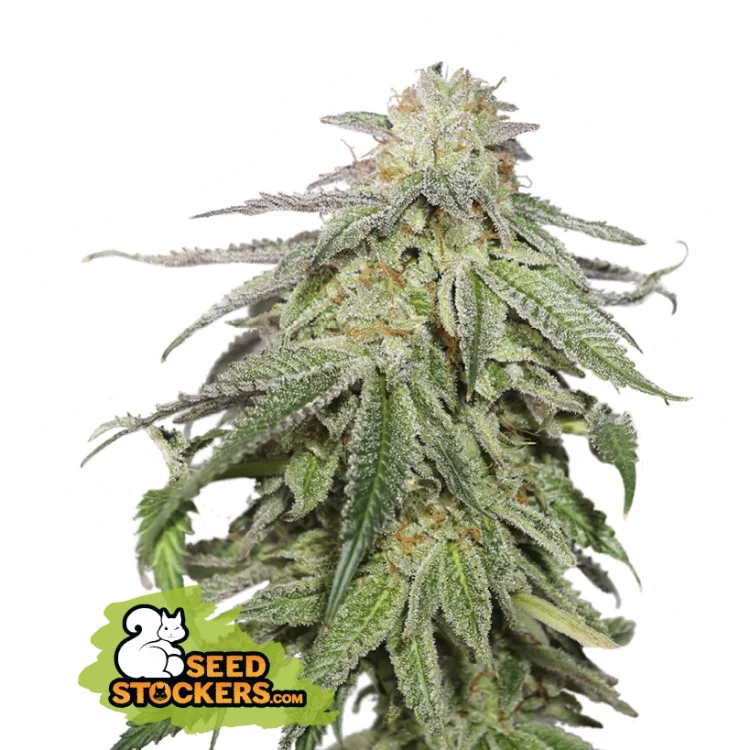 Cookies and Cream van Seedstockers