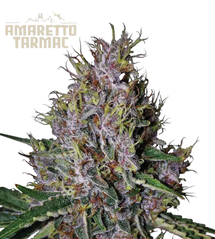 Amaretto Tarmac van Seedstockers