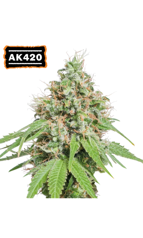 AK420 van Seedstockers