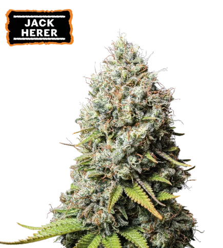 Jack Herer van Seedstockers