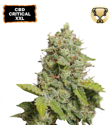 CBD Critical XXL van Seedstockers