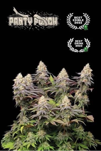 Superior Panty Punch van Seedstockers