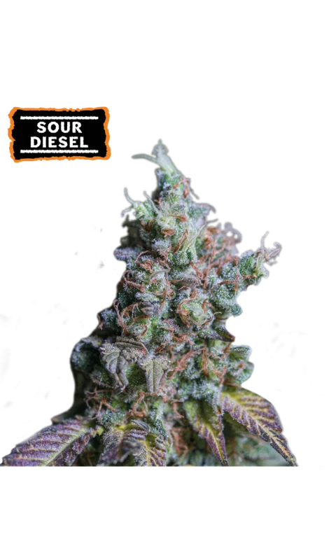 Sour Diesel van Seedstockers