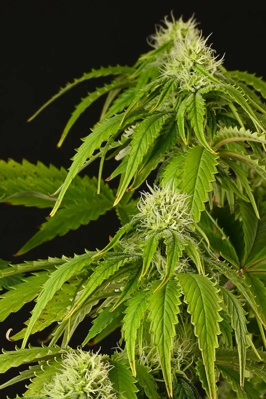 GG#4 (aka Gorilla Glue) van Seedstockers