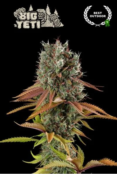 Zmakdaun van Seedstockers