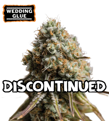 Wedding Glue van Seedstockers