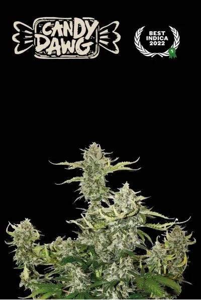 Superior Candy Dawg van Seedstockers
