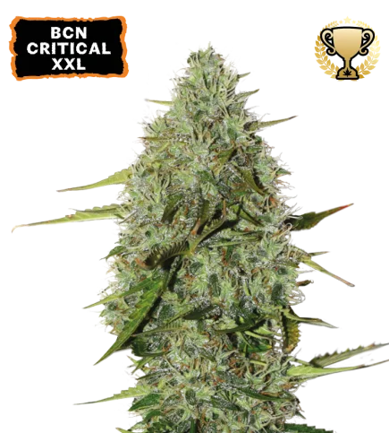BCN Critical XXL van Seedstockers