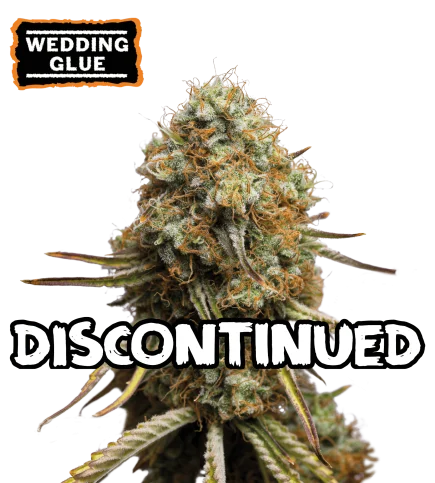 Wedding Glue van Seedstockers