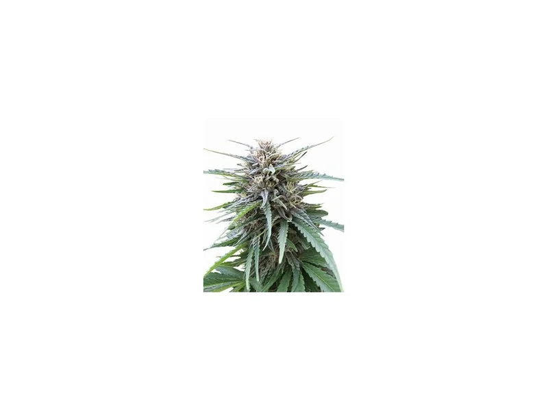 Frizzy Kush van Seedstockers