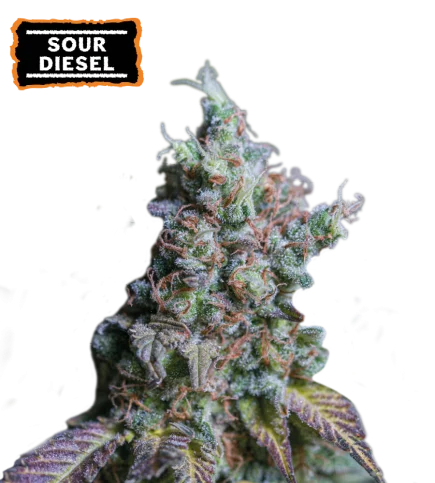 Sour Diesel van Seedstockers