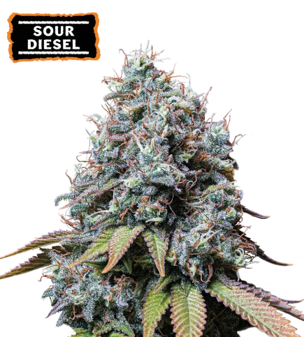 Sour Diesel van Seedstockers