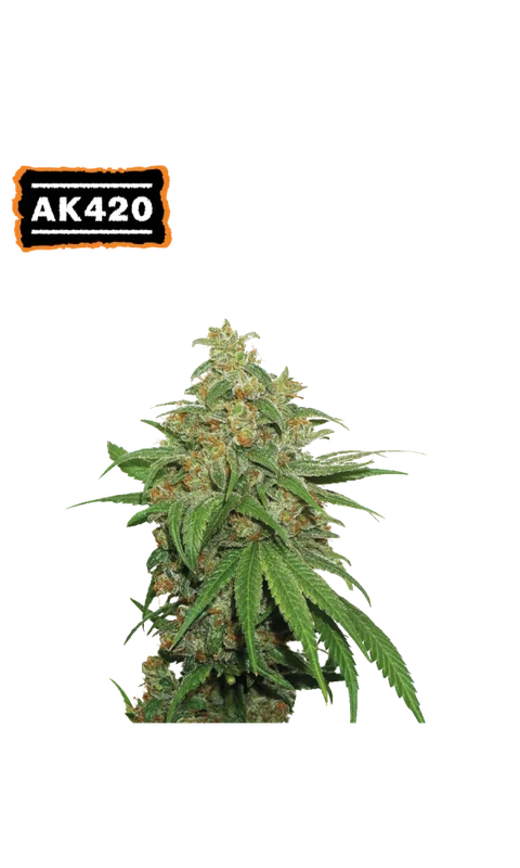 AK420 van Seedstockers