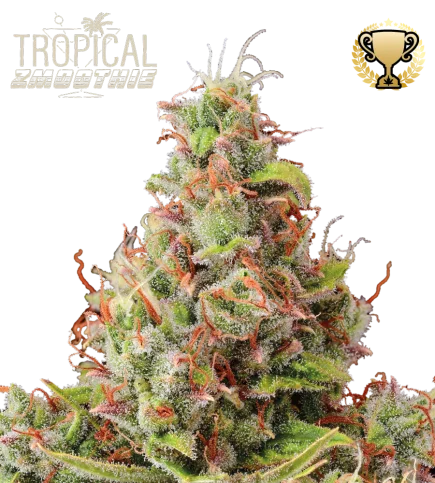 Tropical Zmoothie van Seedstockers