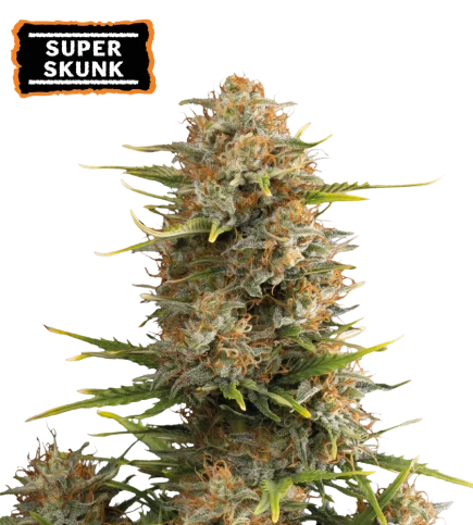 Super Skunk van Seedstockers