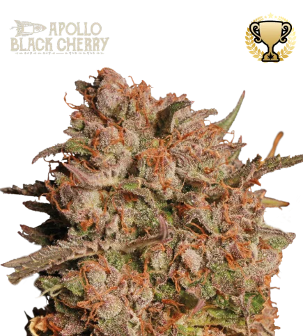 Apollo Black Cherry van Seedstockers