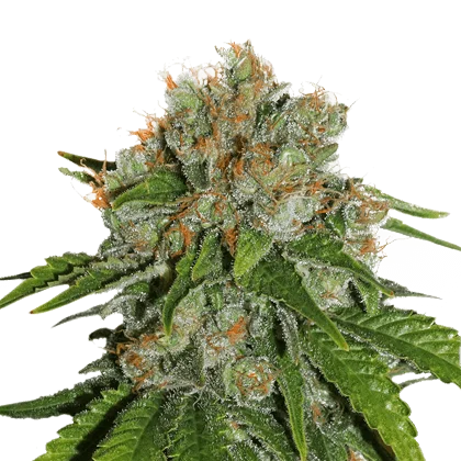 Amnesia van Seedstockers