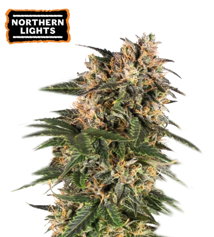 Northern Lights van Seedstockers