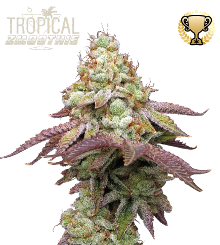 Tropical Zmoothie van Seedstockers