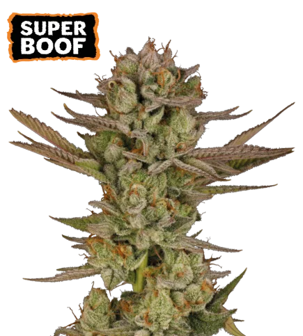 Super Boof van Seedstockers