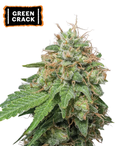 Green Crack van Seedstockers