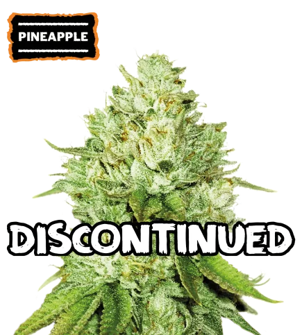 Pineapple van Seedstockers